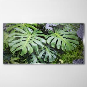 Obraz na skle Obraz na skle Botanické listy rostlin
