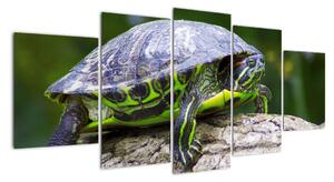 Suchozemská želva - obraz (150x70cm)