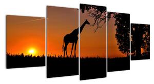 Obraz žirafy v přírodě (150x70cm)