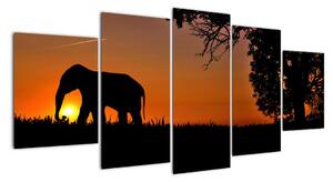 Obraz slona v přírodě (150x70cm)