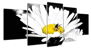 Včela na sedmikrásce - obraz (150x70cm)