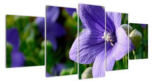 Květiny - obraz (150x70cm)
