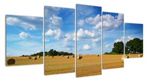 Letní pole - obraz (150x70cm)