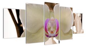 Orchidej - obraz (150x70cm)