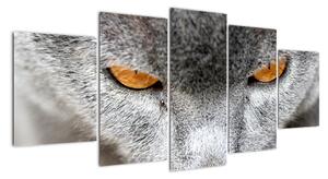 Kočka - obraz (150x70cm)