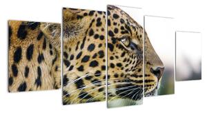 Leopard - obraz (150x70cm)