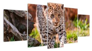 Mládě leoparda - obraz do bytu (150x70cm)