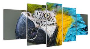 Papoušek - obraz (150x70cm)