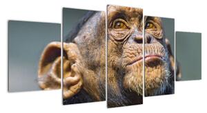 Opice - obrazy (150x70cm)