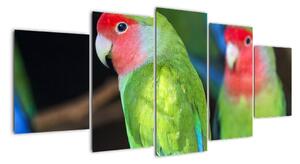 Papoušci - obraz (150x70cm)