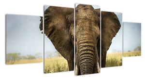 Slon - obraz (150x70cm)