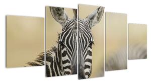 Zebra - obraz (150x70cm)