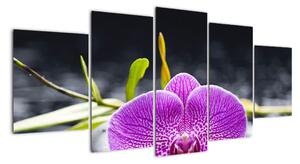 Květ orchideje - obraz (150x70cm)