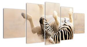 Obraz zebry (150x70cm)