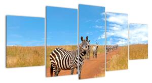 Zebra na cestě - obraz (150x70cm)