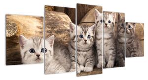 Koťata - obraz (150x70cm)