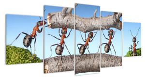Obraz mravenců (150x70cm)
