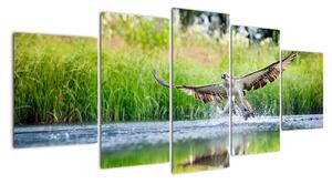 Fotka lovícího orla - obraz (150x70cm)
