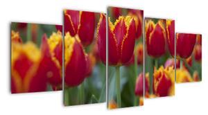 Tulipánové pole - obraz (150x70cm)
