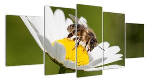 Včela na sedmikrásce - obraz (150x70cm)