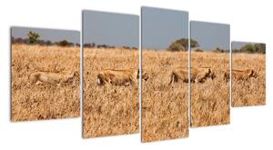 Obraz - smečka lvů (150x70cm)
