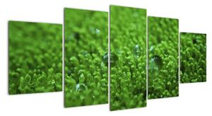 Detail trávy - obraz (150x70cm)