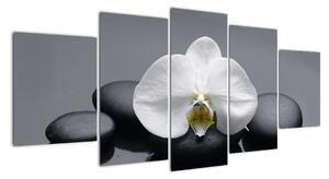 Květ orchideje - moderní obraz (150x70cm)
