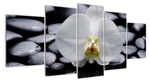 Květ orchideje - obraz (150x70cm)