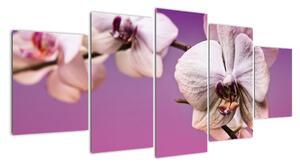 Moderní obrazy - orchidej (150x70cm)