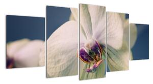Obraz orchideje (150x70cm)
