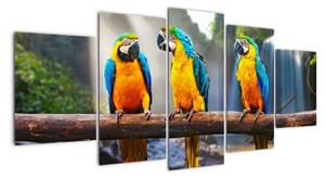 Obraz - papoušci (150x70cm)