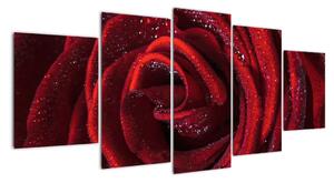 Detail růže, obraz (150x70cm)