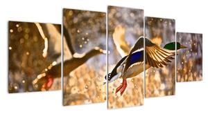 Letící kachny - obraz (150x70cm)