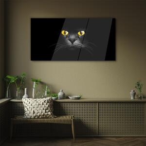 Obraz na skle Obraz na skle Zvířata kočky oči