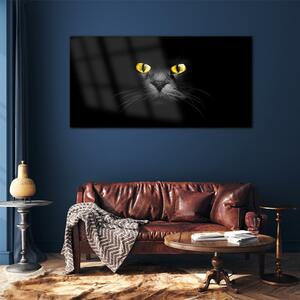 Obraz na skle Obraz na skle Zvířata kočky oči