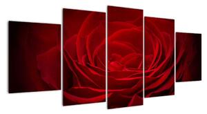 Makro růže - obraz (150x70cm)