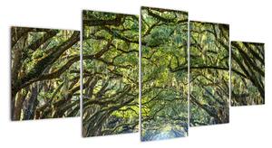 Aleje stromů - obraz (150x70cm)