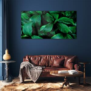 Obraz na skle Obraz na skle Květinové listy rostlin