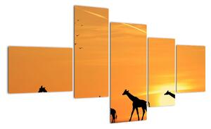Moderní obraz - žirafy (150x85cm)