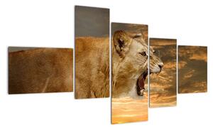 Obraz řvoucího lva (150x85cm)