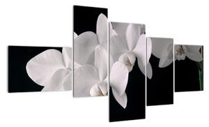 Obraz - bílé orchideje (150x85cm)