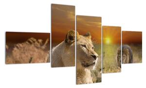 Obrazy zvířat (150x85cm)