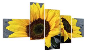 Obraz slunečnice (150x85cm)
