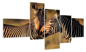 Obraz - zebry (150x85cm)