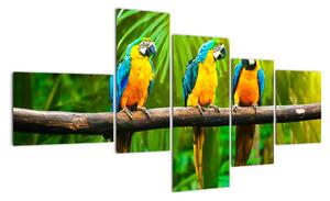 Moderní obraz - papoušci (150x85cm)