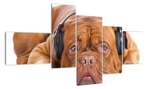 Moderní obraz - pes se sluchátky (150x85cm)