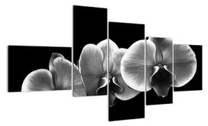 Černobílý obraz - orchidej (150x85cm)