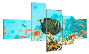 Obraz ryb v akvárii (150x85cm)