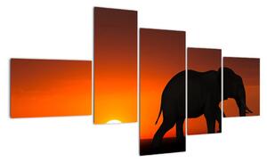 Obraz slona v zapadajícím slunci (150x85cm)