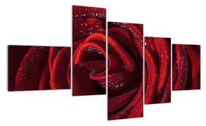 Obraz rudé růže (150x85cm)